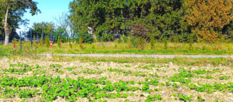 Nieruchomości Krzysztof Górski Zamość, biuro nieruchomości, domy, mieszkania, działki, lokale, sprzedaż nieruchomości, wynajem nieruchomości